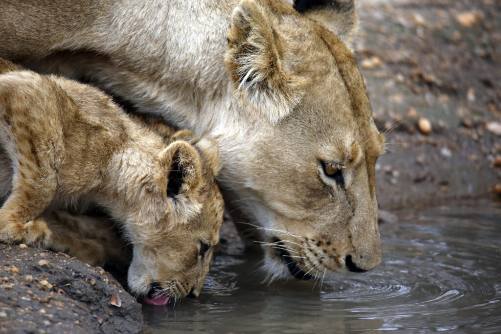 GettyImages-1200473632-1024x683