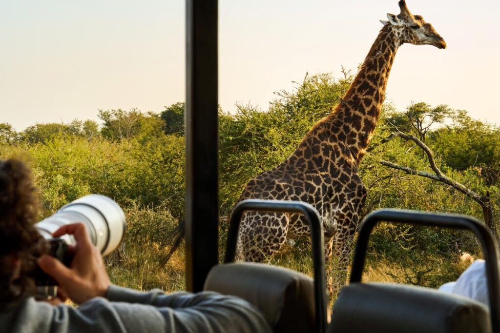 A traveller takes a picture of a nearby giraffe.