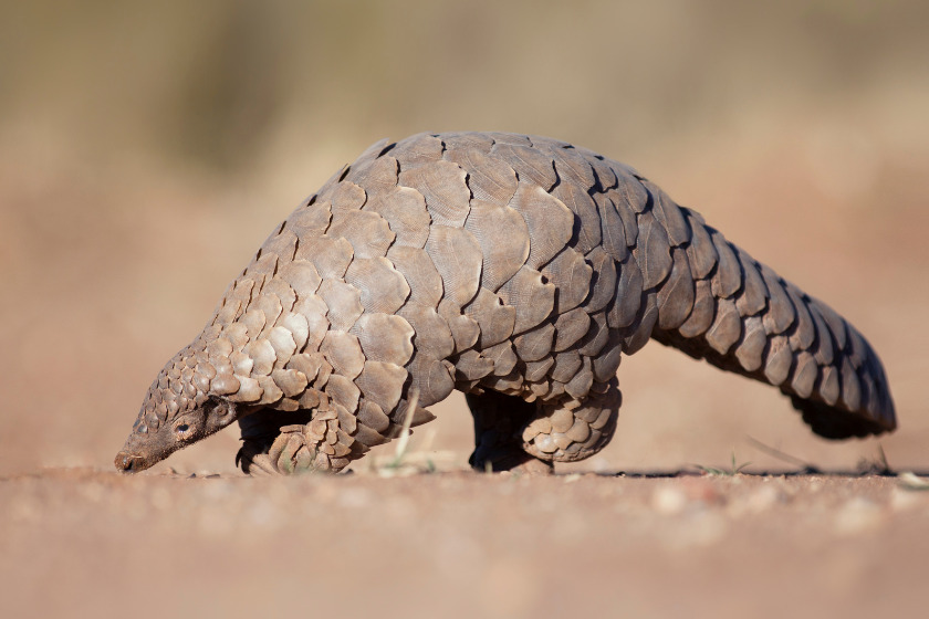 Pangolin walking. Photo: Canva