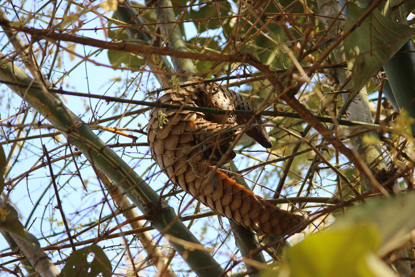 Pangolin in a tree amidst bamboo. Photo: Canva