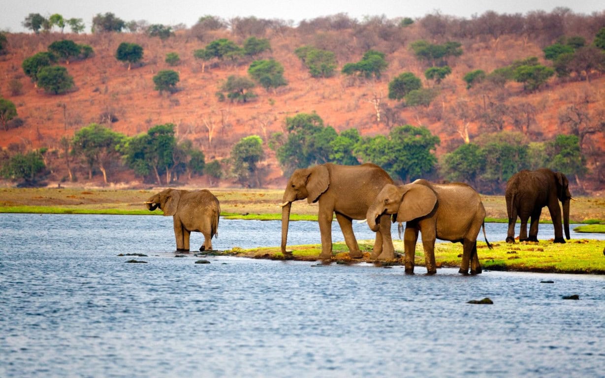 Elephants at the Chobe River in Botswana | Photo: nocolemargaret via Getty