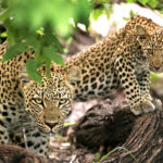 kruger-game-drive-wildlife-ngala_8.jpg