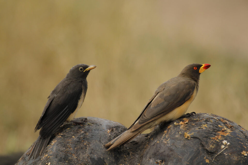 yellow_billed_oxpecker_mike_sutherland-1024x683