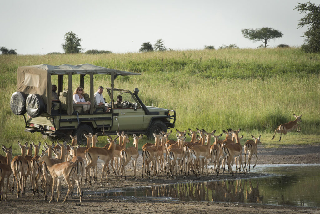 dunia-camp-guests-game-drive-bush-bucks-2-hr-eliza-deacon1-1024x684