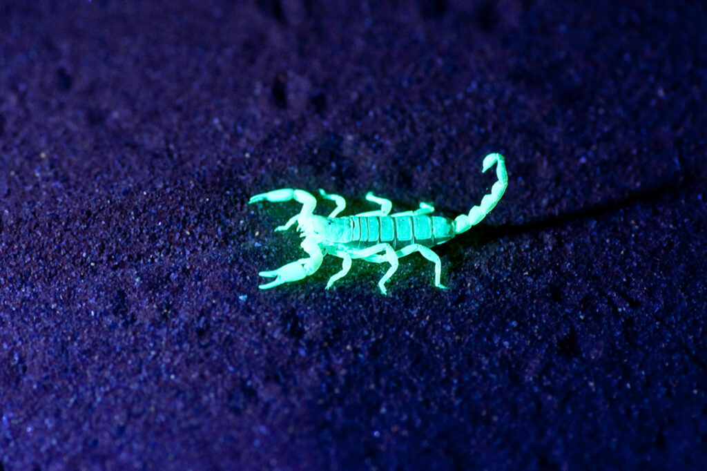 Scorpion_night.jpg