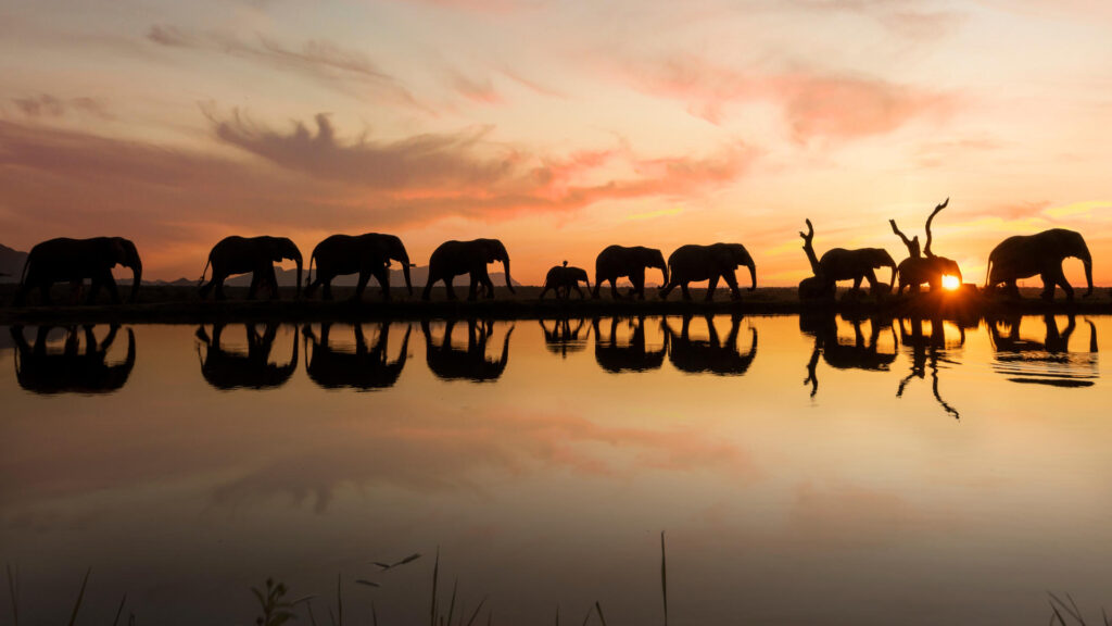 Elephants in the Greater Kruger, Image credit, Jabulani