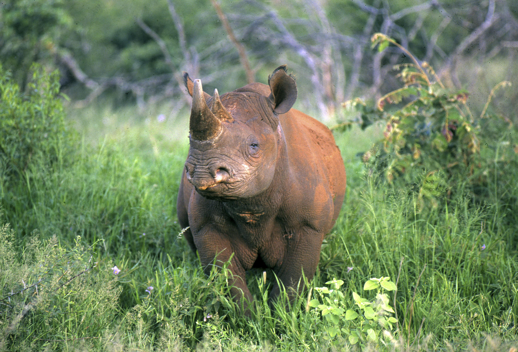 Addo Deploys Ai Collar Tracking To Combat Rhino Poaching – Discover Africa