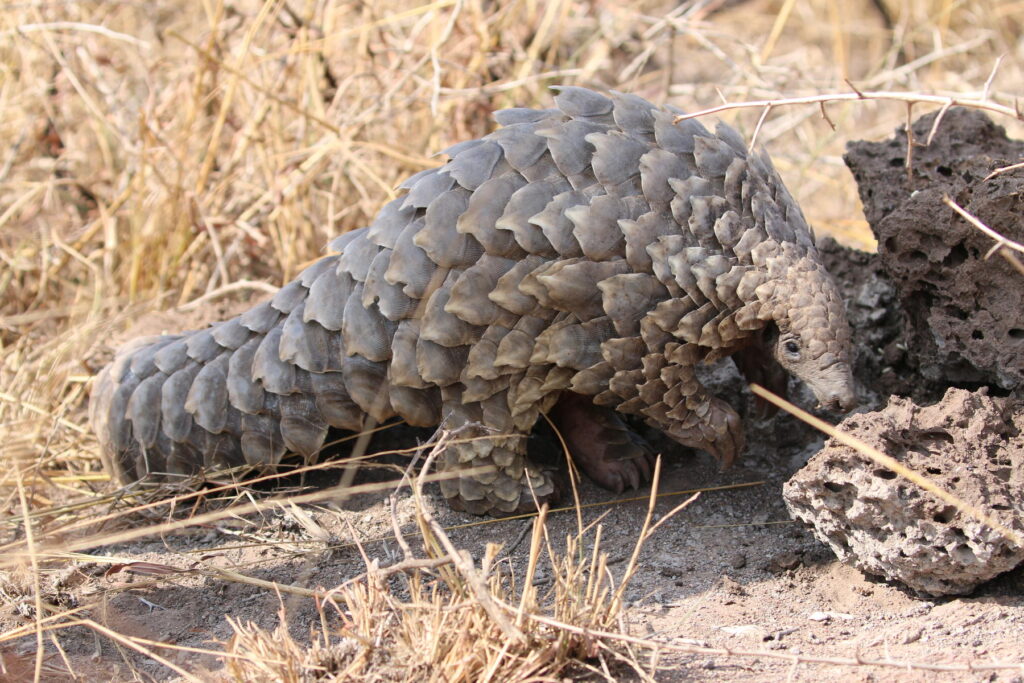 Pangolin in Phinda Private Game Reserve