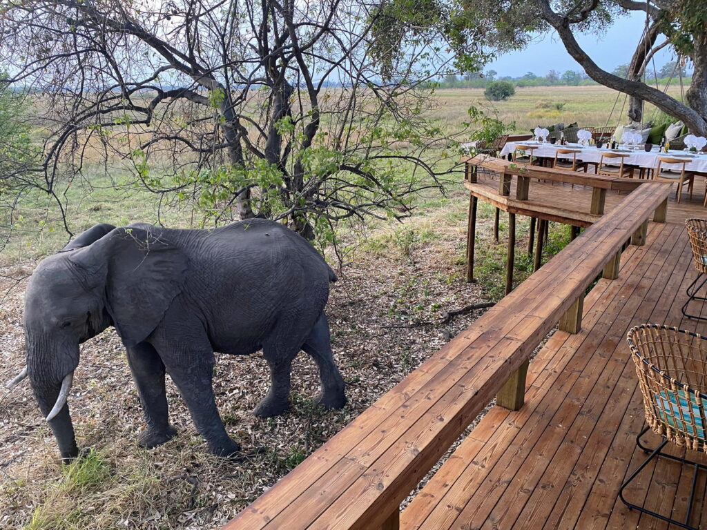 Elephant in Khwai Private Reserve Okavango Delta | Photo credit: Tuludi Camp 