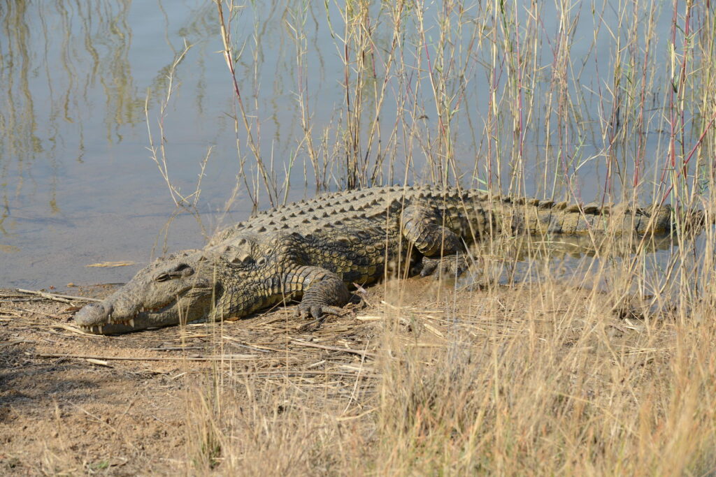 Crocodile in Mabula Game Reserve.