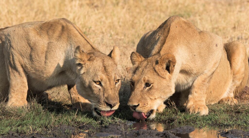 Lionesses drinking some water in Hwange National Park, Zimbabwe | Photo credit: Somalisa Camp