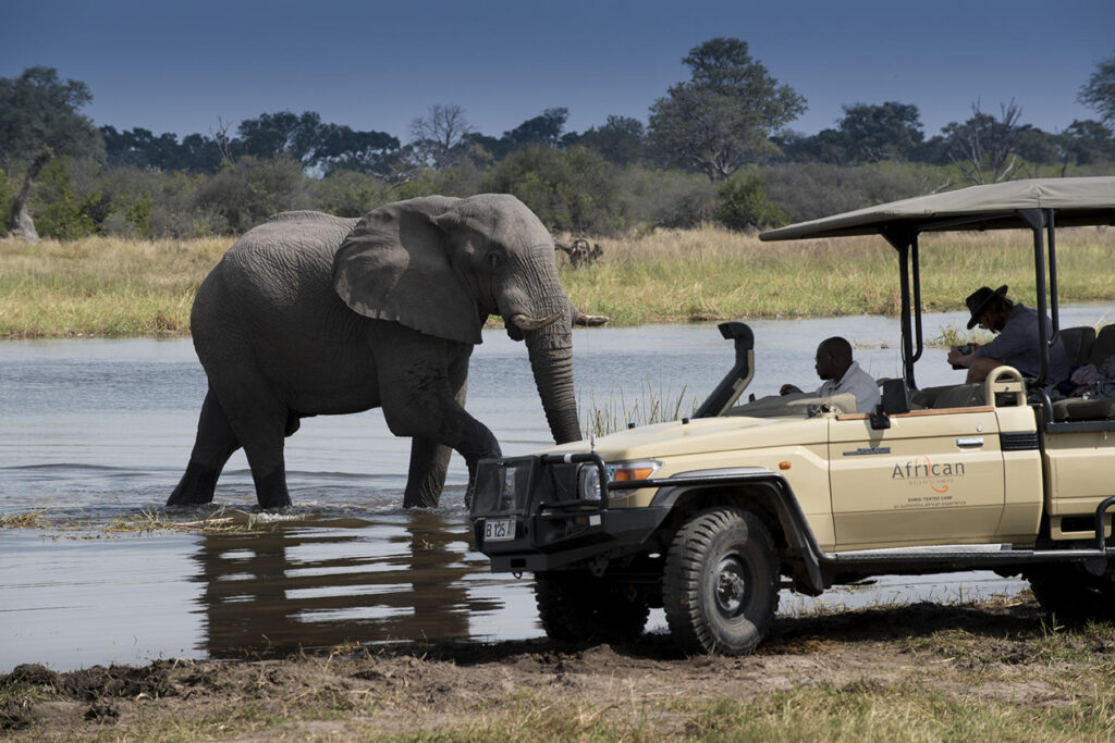 Elephant sighted on a safari in Moremi Game Reserve, Botswana | Photo credit: Khwai Tented Camp