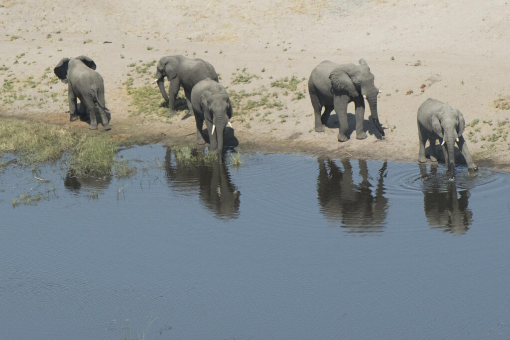 Aerial view of elephants by the water in Chobe National Park, Botswana | Photo credit: Linyanti Bush Camp