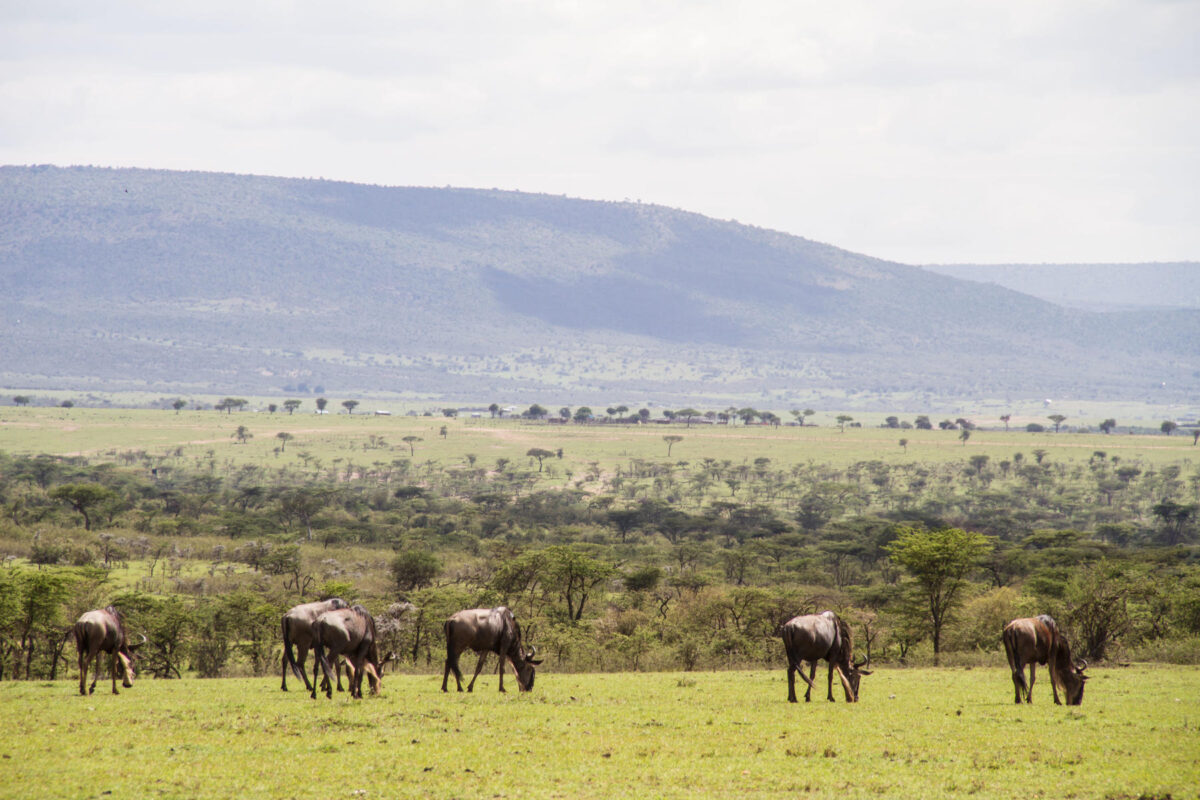 5 Kenya Highlights Worthy of Your Next Photo Safari