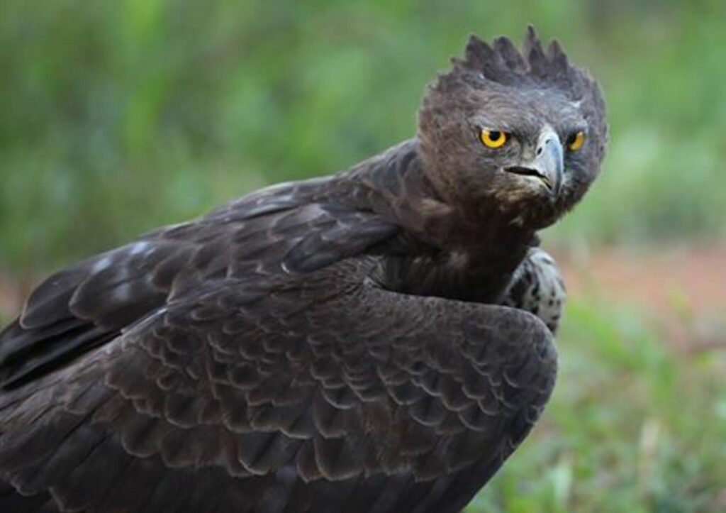 Martial Eagle