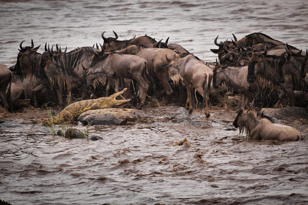 Wildebeest avoiding crocodiles during a river crossing in Serengeti National Park | Photo credit: Mike Dexter