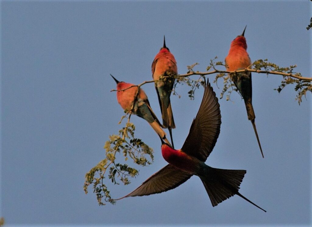 Bee Eaters