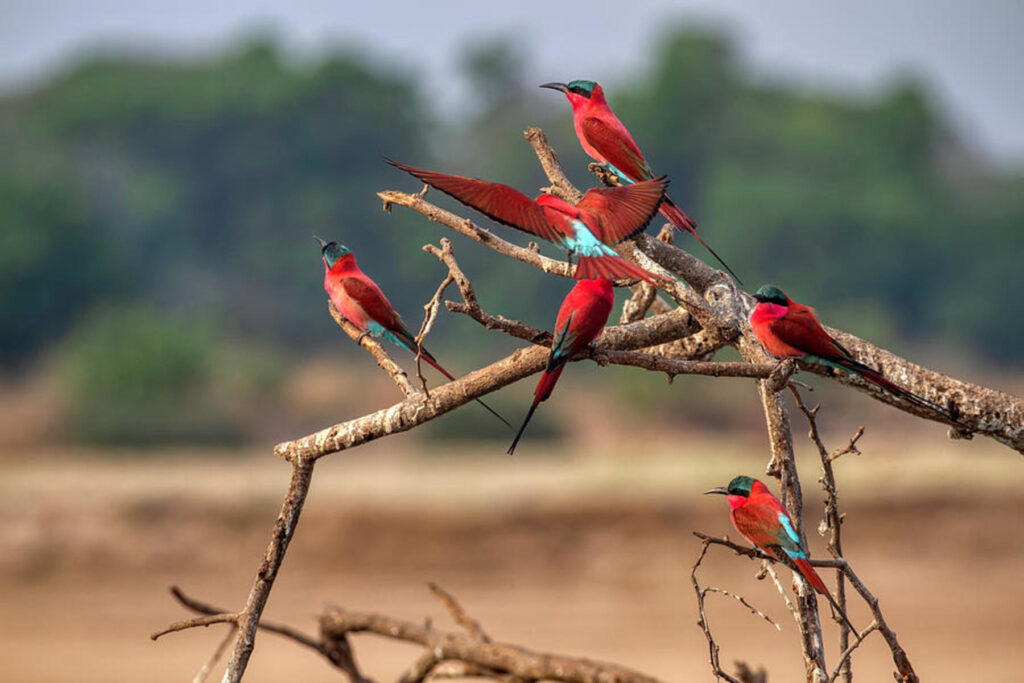 Close up of Southern Carmine Bee Eaters on a branch. Photo: John Haldane