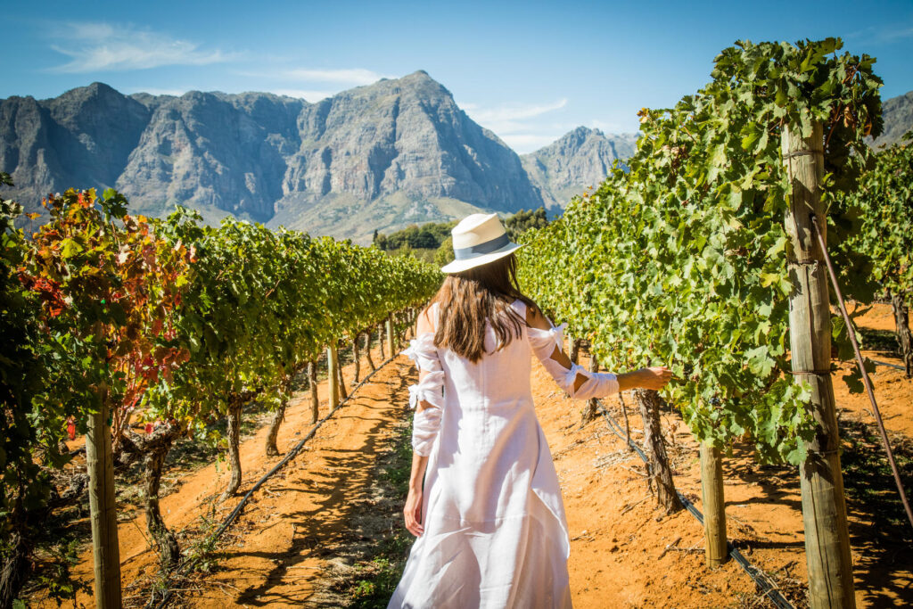 Inside a vineyard in Cape Winelands | Photo credit: Scott Ramsay