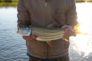 activity_-_tiger_fish1.jpg