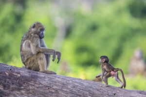 chobe-badger-monkey-family.jpg