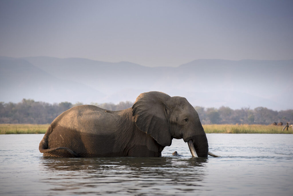 Elephant in Zambezi river | Photo credit: Zambezi Expeditions