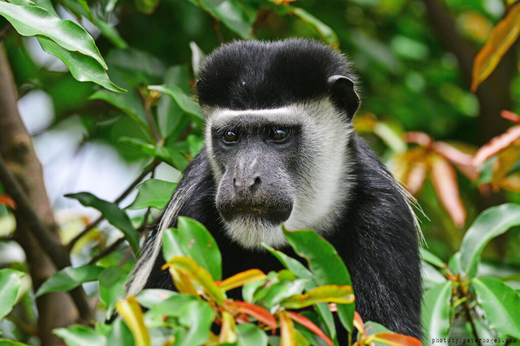 Colobus monkey.