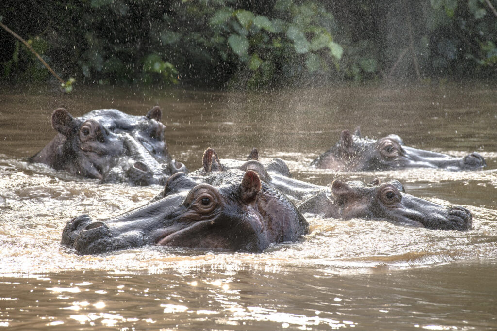 Hippos in the water in Queen Elizabeth National Park, Uganda