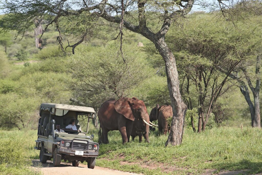 Game Drive in Tarangire National Park, Tanzania | Photo Credits - Tarangire Ndovu Tented Lodge