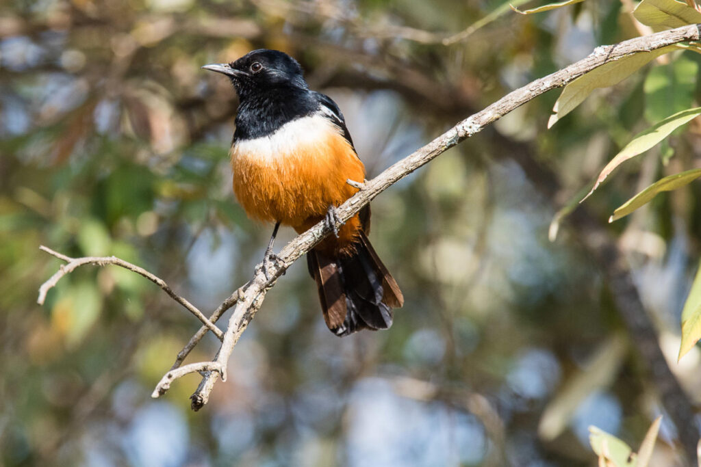 Close up of a bird on a twig in Masai Mara, Kenya | Photo credit: Basecamp Adventure