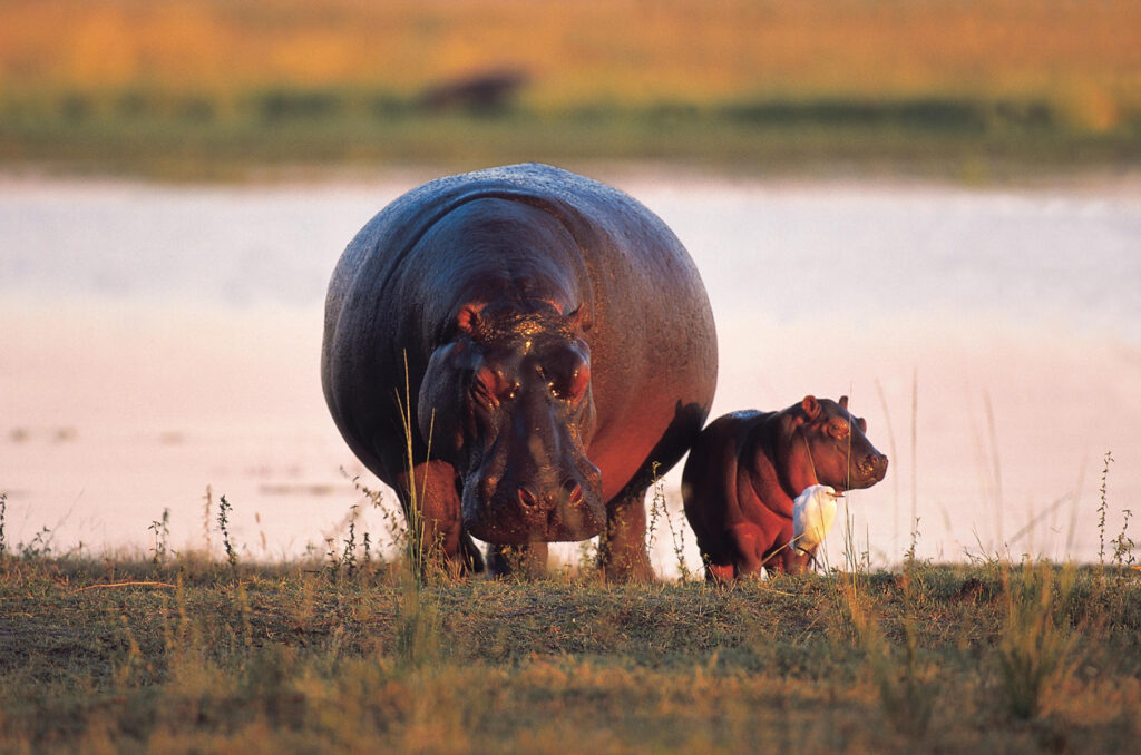 Baby Hippo with Mom in the Okavango Delta, Botswana