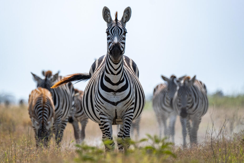 Close-up of zebras in Amboseli National Park | Photo credit: Angama Amboseli