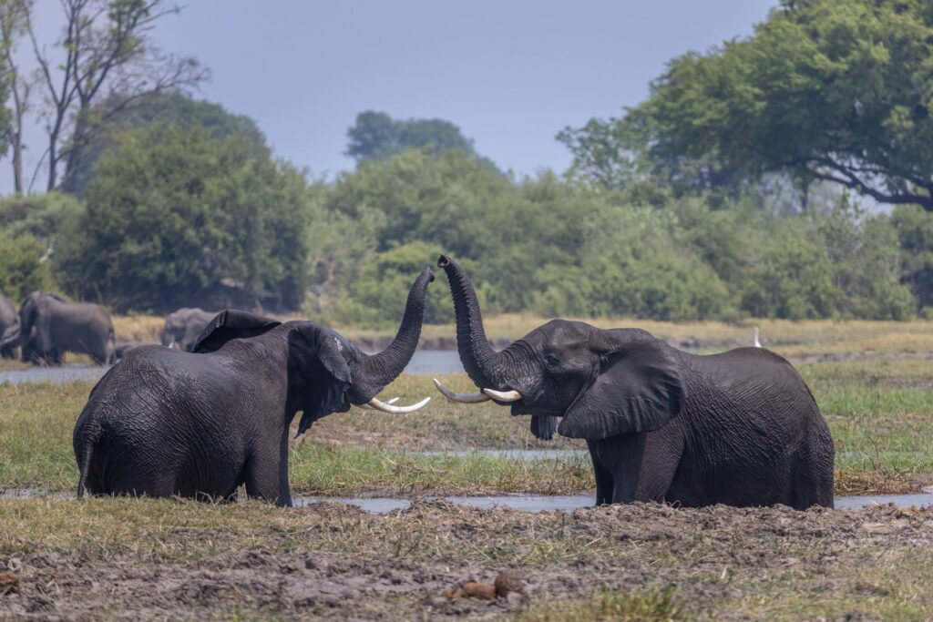 Elephants in Moremi Game Reserve | Photo credit: Tawana