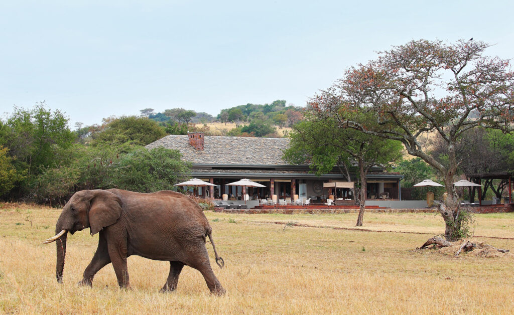 Elephant walks past Singita Serengeti House in the Serengeti National Park, Tanzania | Photo credit: Singita Serengeti House