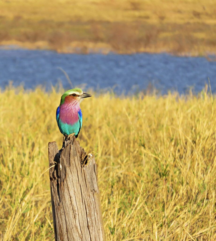 Lilac breasted roller | Photo credits: Changa Safari Camp