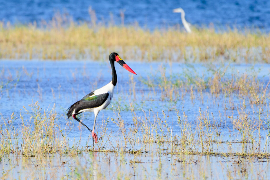 Saddle billed stork | Photo credits: Changa Safari Camp