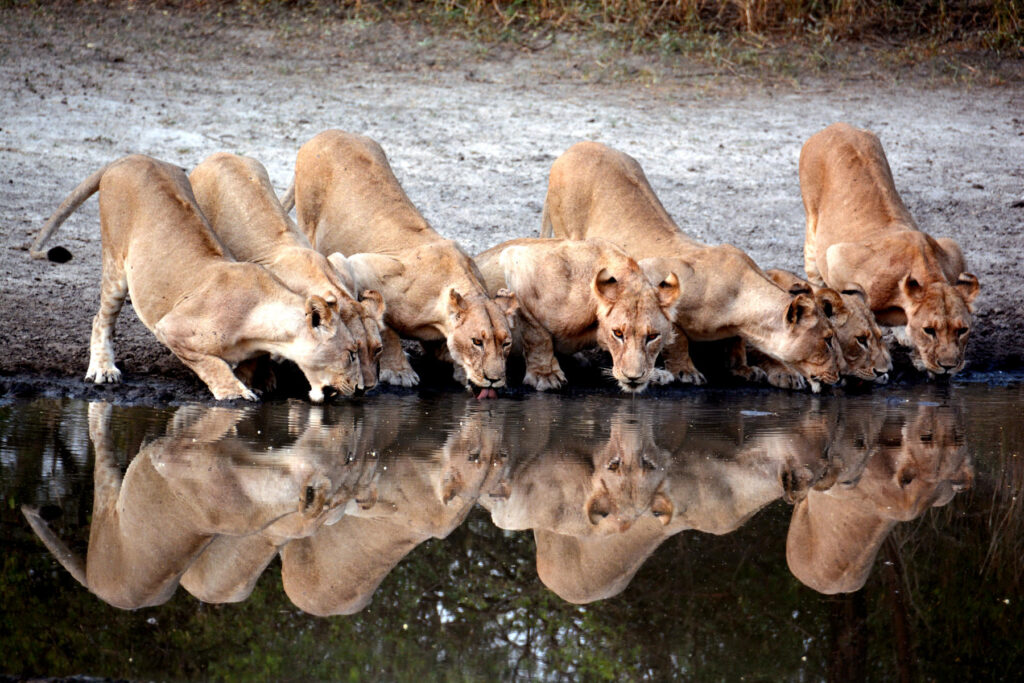 Lions drinking water in Chem Chem Concession, Tanzania.