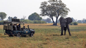 Elephant spotted on a game drive in the Okavango Delta, Botswana