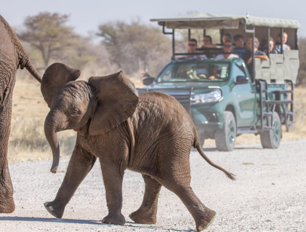 Elephants crossing the road during a game drive in Etosha National Park | Photo credit: Ute von Ludwiger