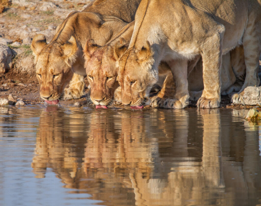 Lionesses drinking some water in Etosha National Park | Photo credit: Ute von Ludwiger