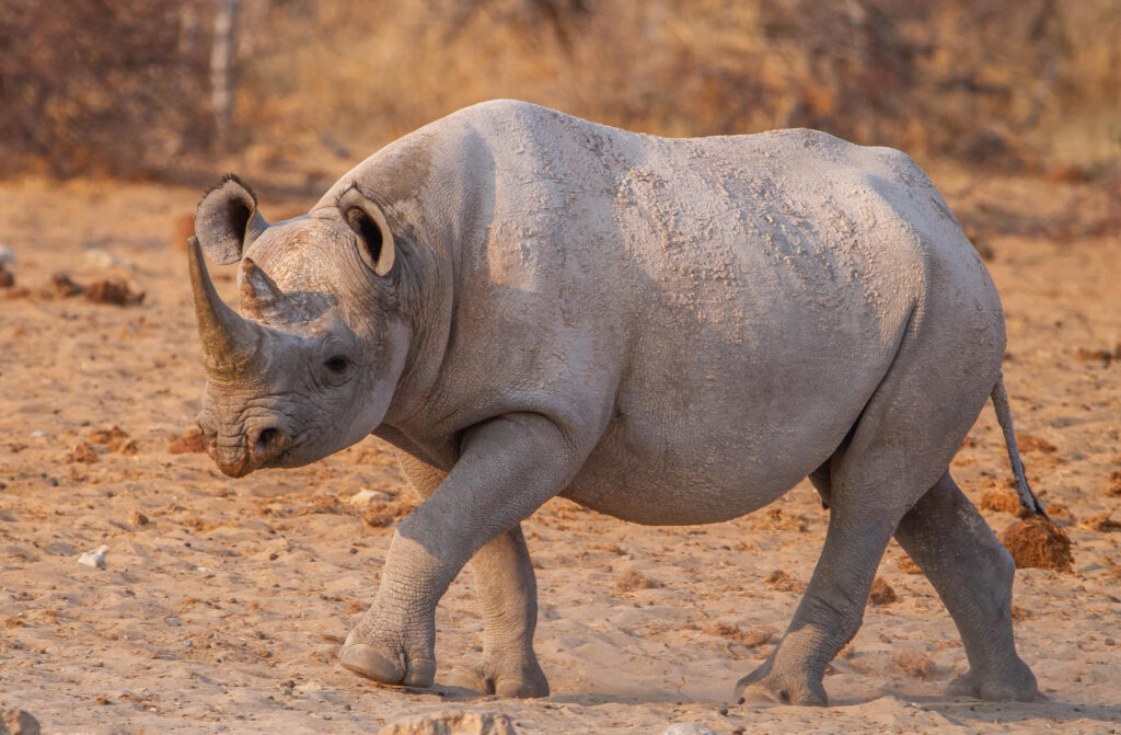 Rhino in Etosha National Park | Photo credit: Ute von Ludwiger