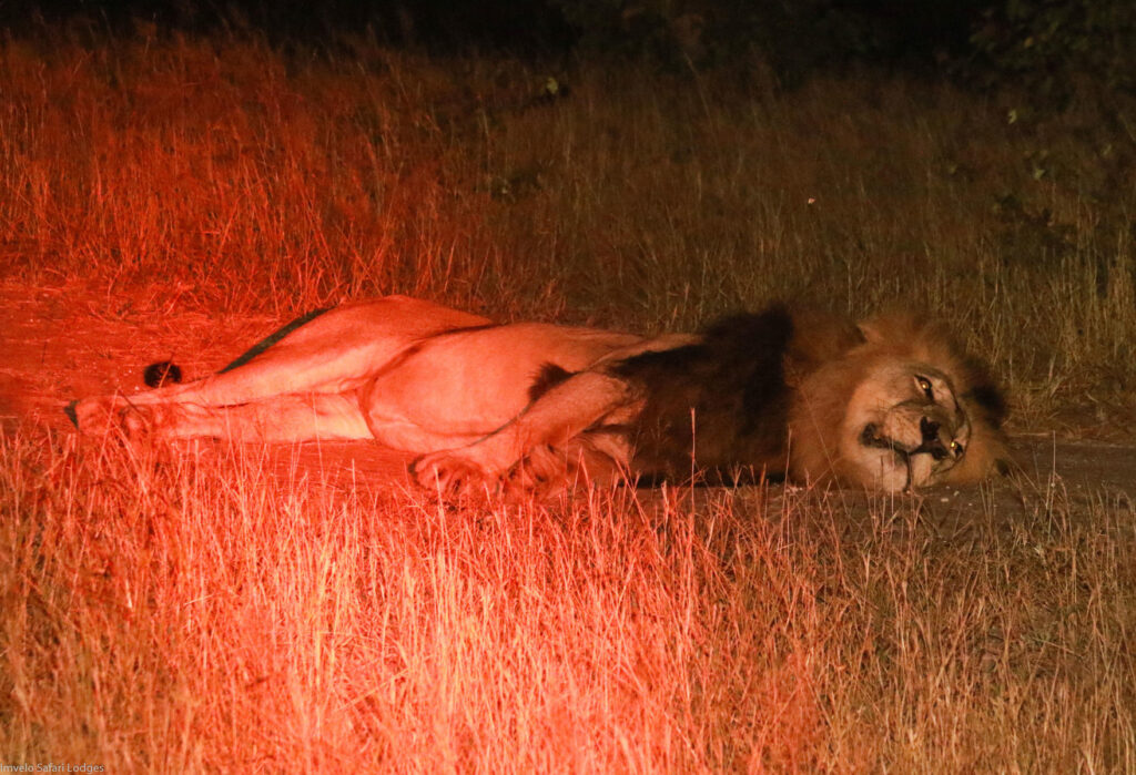 lion_spotted_on_a_night_Drive