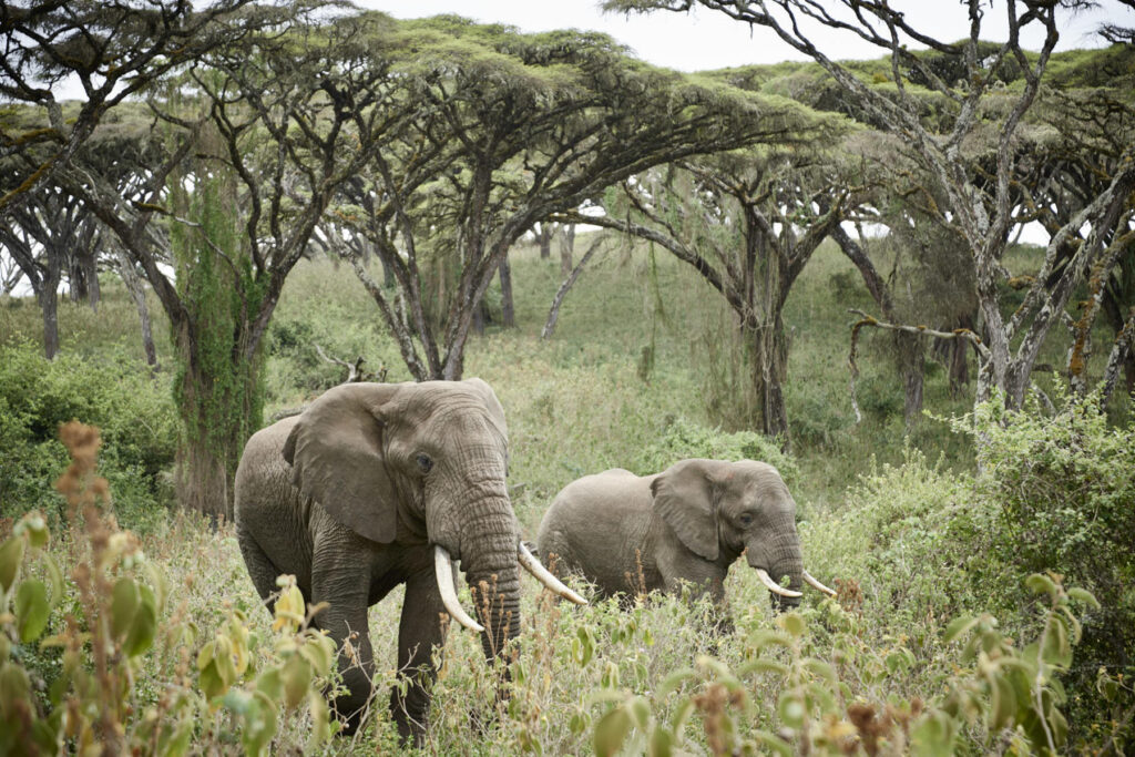 Elephants in the Ngorongoro Conservation Area, Tanzania.