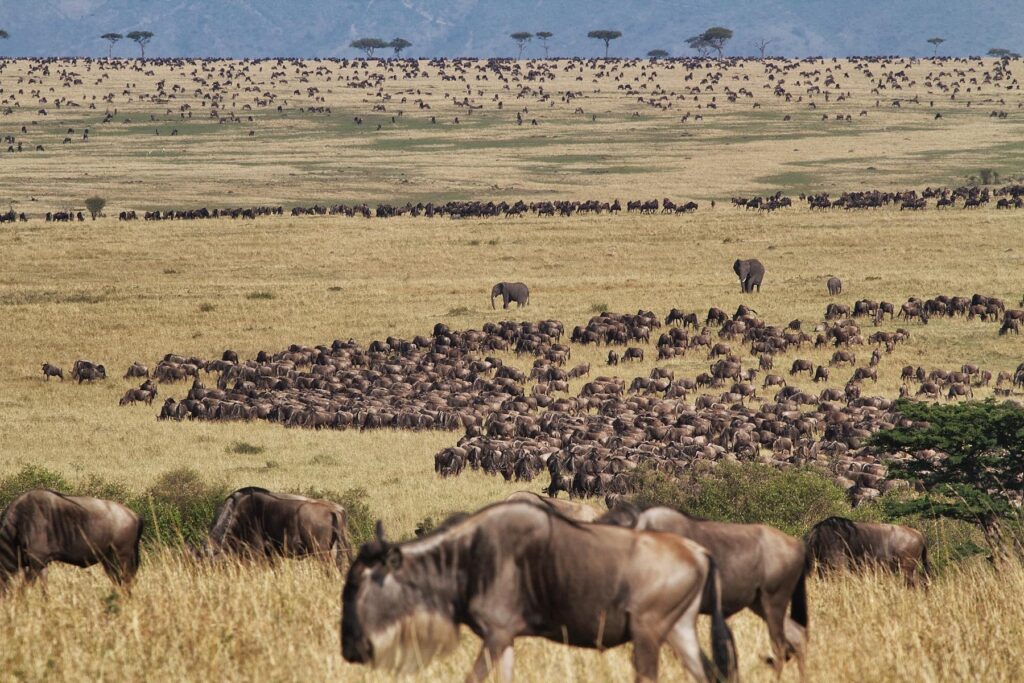 A huge herd of wildebeest in the Serengeti.