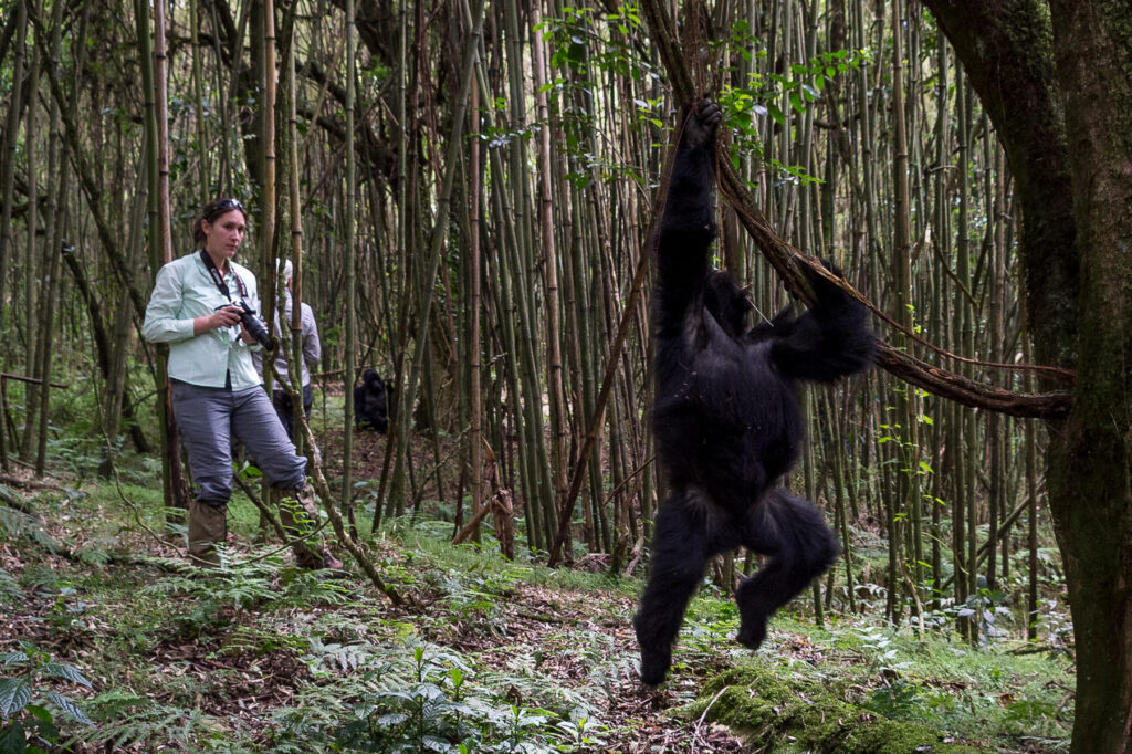 Gorilla Trekking Tour in Rwanda