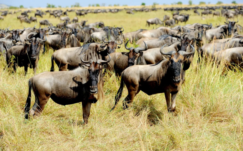 Calving Migration in the Ngorongoro Crater, Tanzania