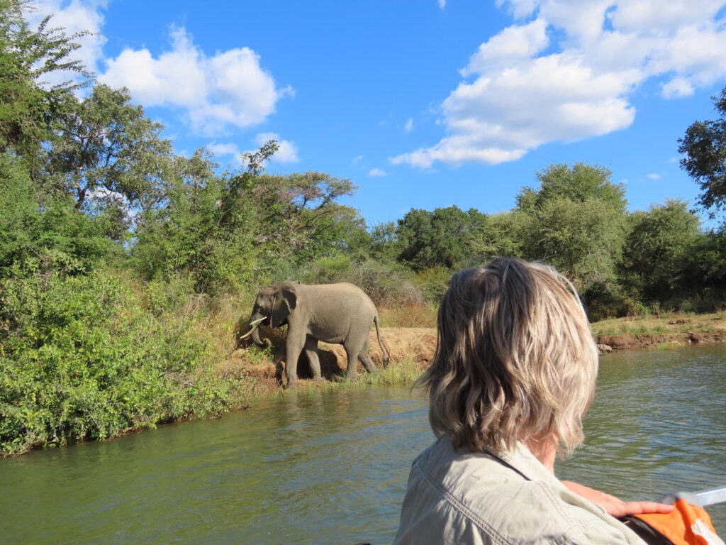 Elephants spotted on a boat cruise in Mana Pools National Park, Zimbabwe