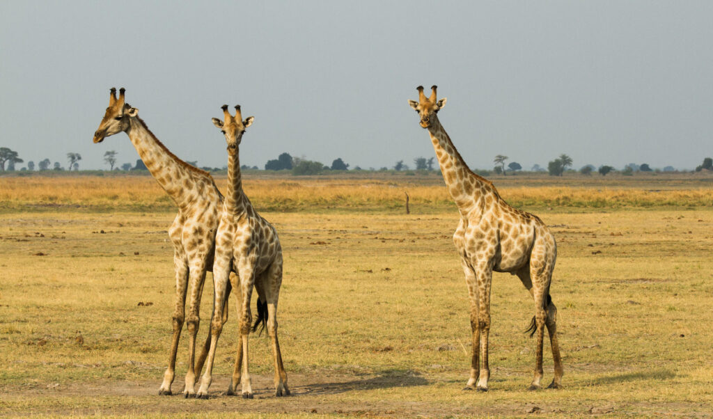 Giraffes in Chobe National Park | Photo credit: Chobe Game Lodge