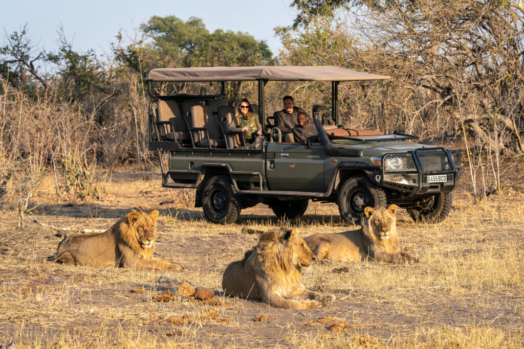 Lions spotted on a game drive in Savuti, Chobe National Park