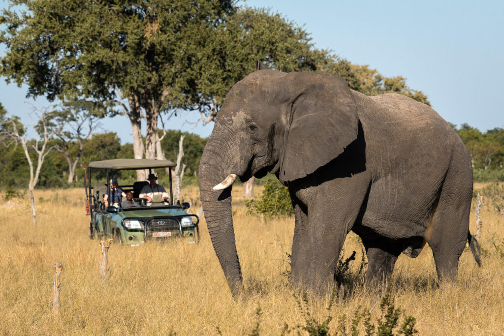 Elephant spotted on a game drive in Hwange National Park, Zimbabwe